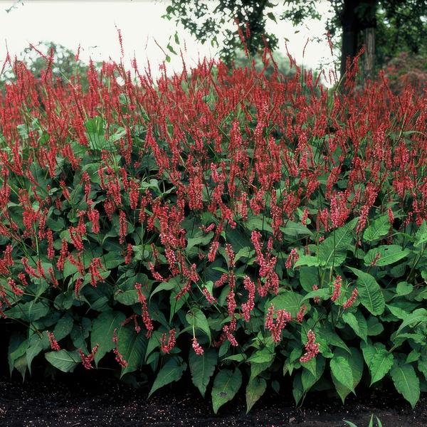 Persicaria amplexicaulis - ↕10-25cm - Ø9cm - 12x  BotanicBridge