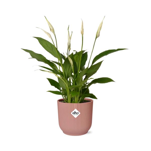 Spathiphyllum 12 Cm Torelli in ELHO Vibes Fold 14cm roze  BotanicBridge