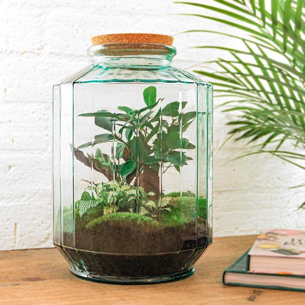 DIY terrarium - Botanical garden XL - ↕ 35 cm - Rake + Shovel  BotanicBridge