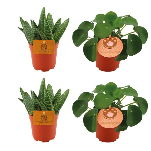 2x Aloe Paradisicum + 2x  Pilea Peperomoides - 4 stuks - Ø10.5cm - ↕10cm  BotanicBridge