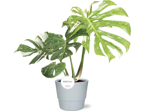 Monstera Thai Constellation - Ø15cm - ↕40-50cm + Pot Basic D16x13,5cm - Wit  BotanicBridge