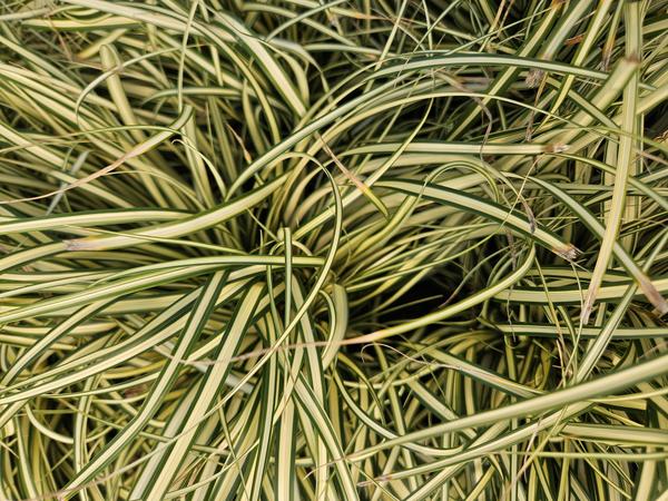 Carex oshim. 'Evergold'  - ↕10-25cm - Ø9cm - 6x  BotanicBridge