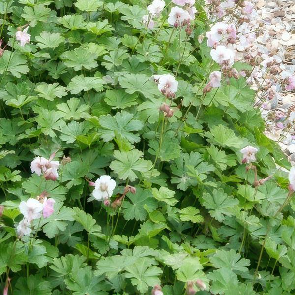 Geranium cant. 'Biokovo' - ↕10-25cm - Ø9cm  - 12x  BotanicBridge