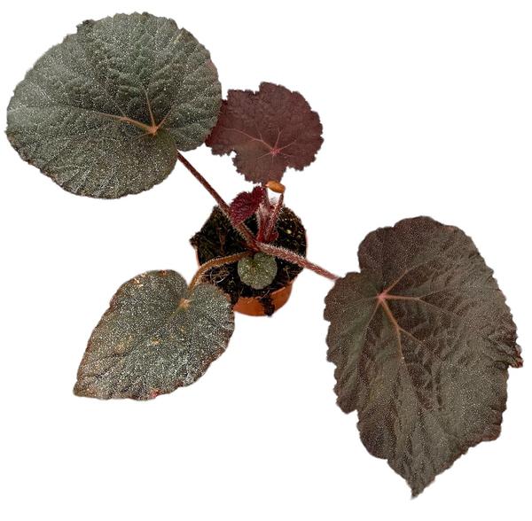 Begonia Taconite - Ø10,5cm - ↕15cm  BotanicBridge