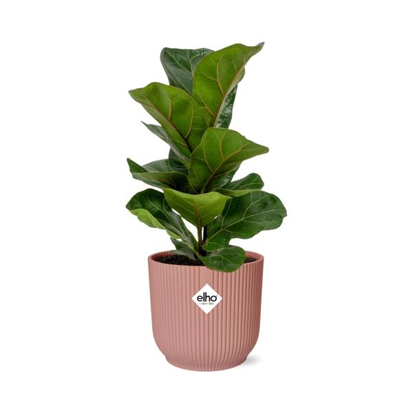 Ficus Lyrata ‘Bambino’ in ELHO Vibes Fold 14cm roze  BotanicBridge