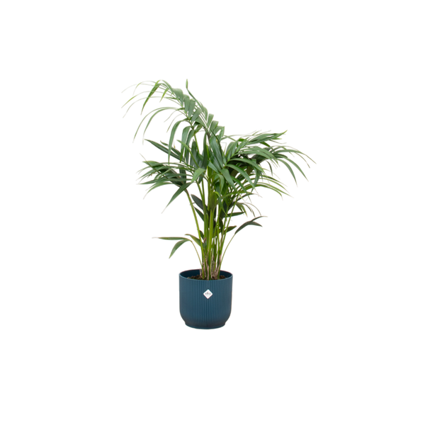 Combi deal - Kentia palm inclusief elho Vibes Fold Round blauw Ø25 - 130 cm  BotanicBridge