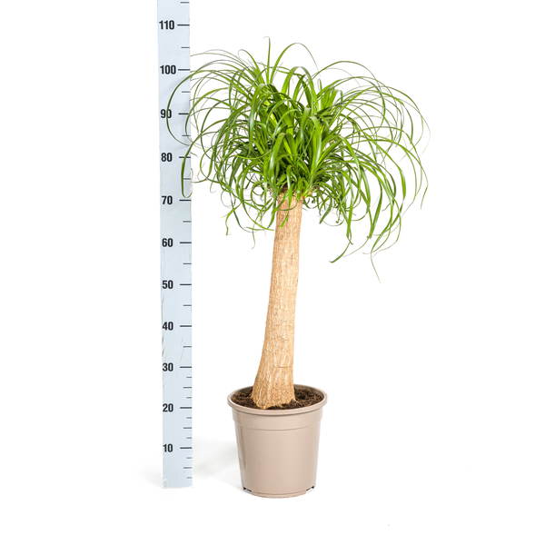 Beaucarnea Recurvata Stam Ø24cm - ↕90-100cm  BotanicBridge