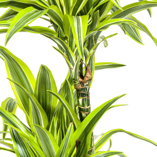 Dracaena Deremensis Lemon Lime Ø24cm - ↕140cm  BotanicBridge