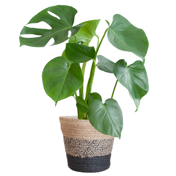 Monstera Deliciosa met Lissabon mand zwart  - 50cm - Ø17  BotanicBridge