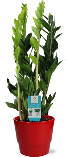 Zamioculcas Zamiifolia - Ø17cm - ↕70cm + Pot Basic D18x15cm - Rood  BotanicBridge