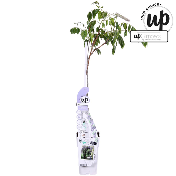 Wisteria sinensis Caroline - Paarse Regen - Ø15cm - ↕65cm  BotanicBridge