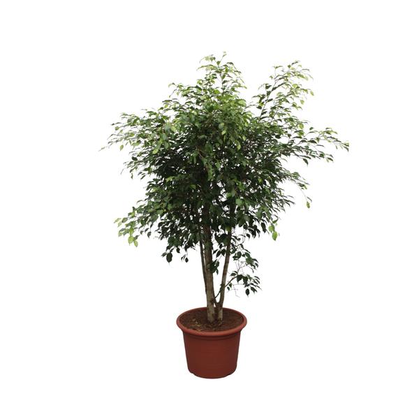 Ficus Benjamina Exotica vertakt - 190 cm - ø50  BotanicBridge