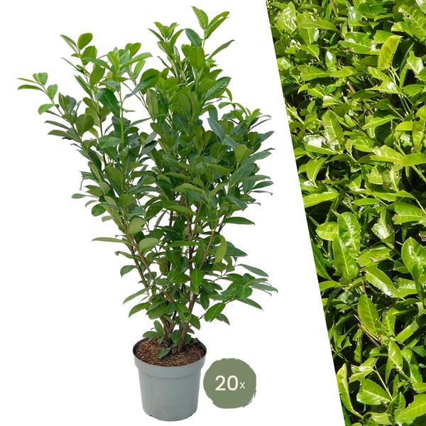 Grote Laurierkers Rotundifolia voor 10 strekkende meter haag | - 15L - 20x | ↨ 125-150 cm  BotanicBridge