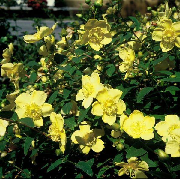 Hypericum 'Hidcote' - ↕10-25cm - Ø9cm - 40x  BotanicBridge