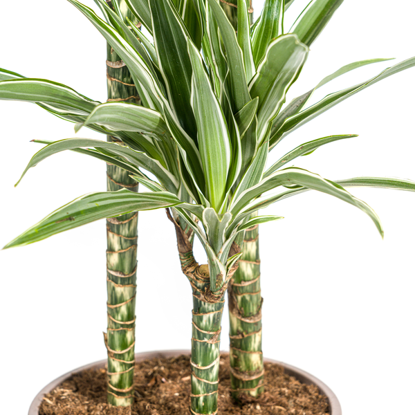 Dracaena Deremensis White Stripe Ø24cm - ↕140cm  BotanicBridge