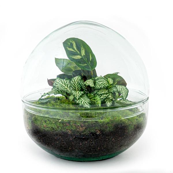 DIY terrarium - Dome - ↕ 20 cm - Rake + Shovel  BotanicBridge