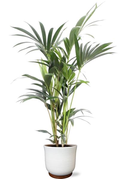 Howea Forsteriana 5 Pit - Ø21cm - ↕100cm + Jayla Pot D22x20cm - Wit  BotanicBridge