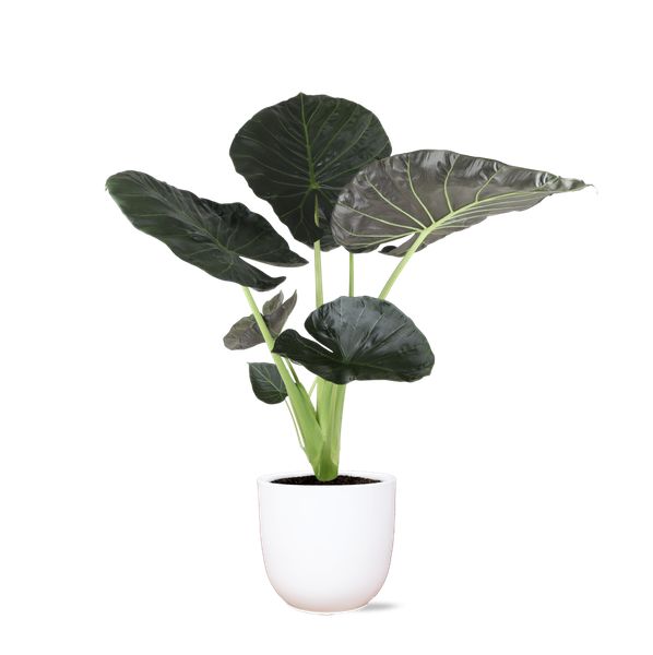 Alocasia Regal Shield Ø21cm - ↕100cm in Boule WIT pot  BotanicBridge