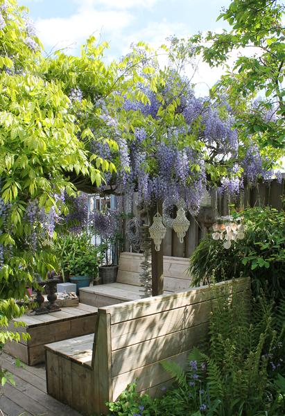 Wisteria sinensis Caroline - Paarse Regen - Ø15cm - ↕65cm  BotanicBridge