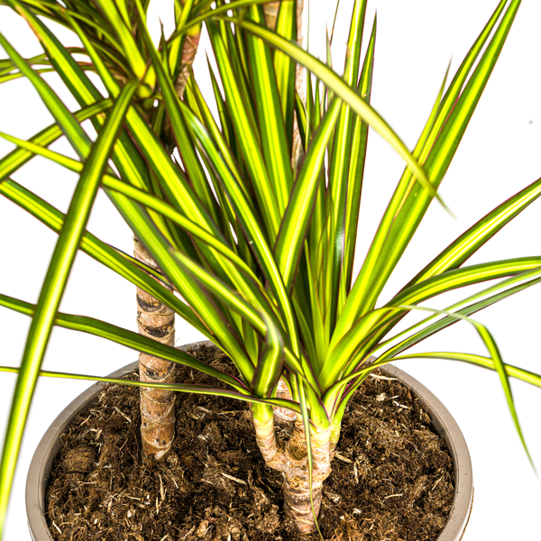 Dracaena Marginata Sunray Ø21cm - ↕100-110cm  BotanicBridge