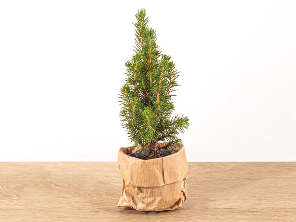 Baby Christmas tree - ↕15-20 cm - Ø 6 cm - Picea Glauca Perfecta  BotanicBridge