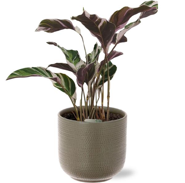 Calathea Fusion White Basic - Ø14cm - ↕40cm + Aresso Pot D15,5x14,5cm - Grijs Groen  BotanicBridge