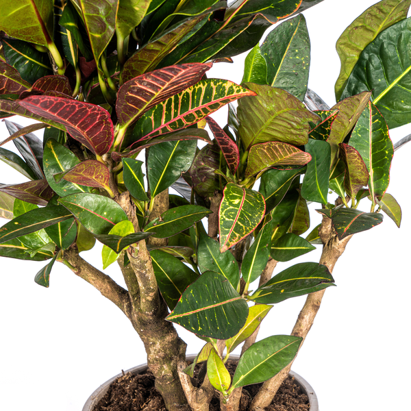 Codiaeum 'Croton' Petra Ø21cm - ↕70-80cm  BotanicBridge