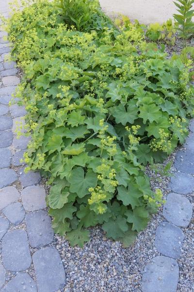 Alchemilla mollis - ↕10-25cm - Ø9cm - 12x  BotanicBridge