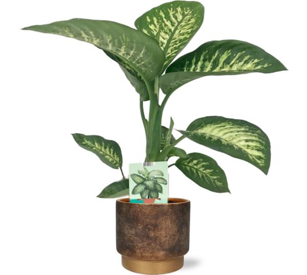 Dieffenbachia Seguine Tropic Snow - Ø19cm - ↕70cm + Merel Pot D20x18cm - Goud  BotanicBridge