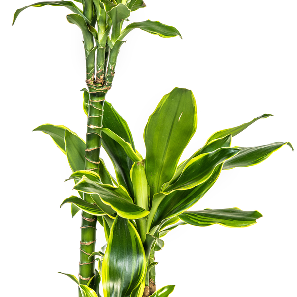 Dracaena Fragrans Golden Coast Ø21cm - ↕100cm  BotanicBridge