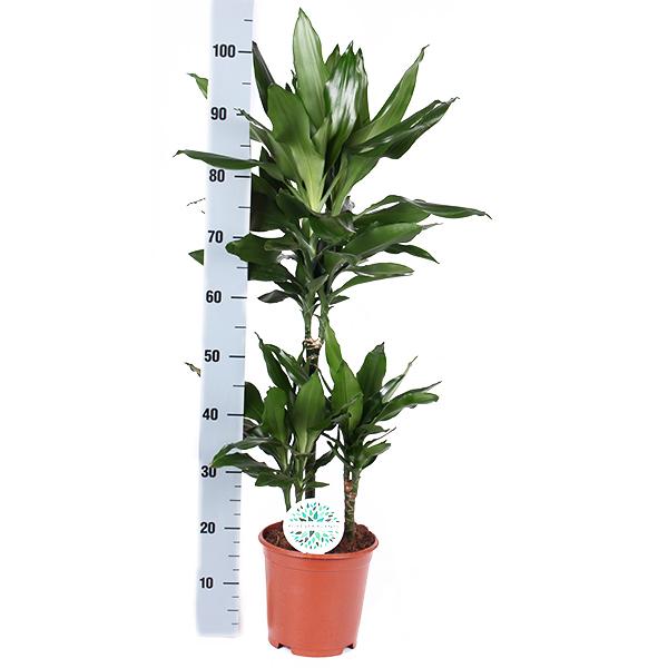 Dracaena Janet Lind Ø21cm - ↕90cm in Vibes ROZE pot  BotanicBridge