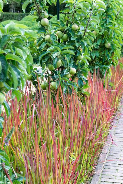 Imperata cylindrica 'Red Baron' - ↕10-25cm - Ø9cm - 40x  BotanicBridge