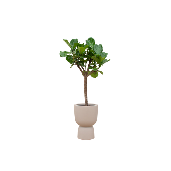 Combi deal - Ficus Lyrata boom inclusief elho Pure Coupe beige Ø41 - 210 cm  BotanicBridge