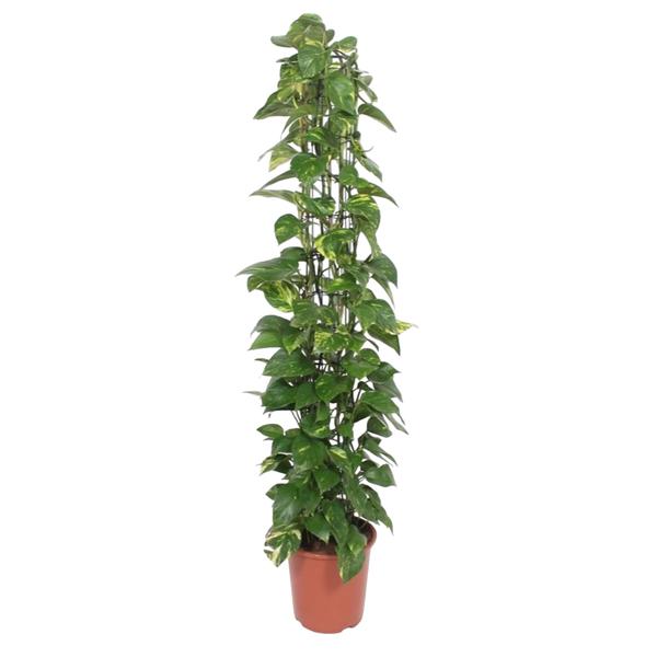 Epipremnum Aureum gaasrek - 160 cm - ø27  BotanicBridge