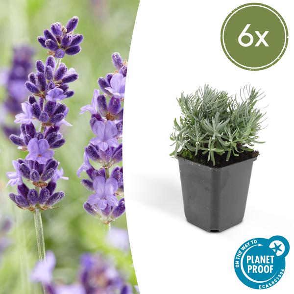 Lavandula 'Hidcote' - ↕10-25cm - Ø9cm - 6x  BotanicBridge