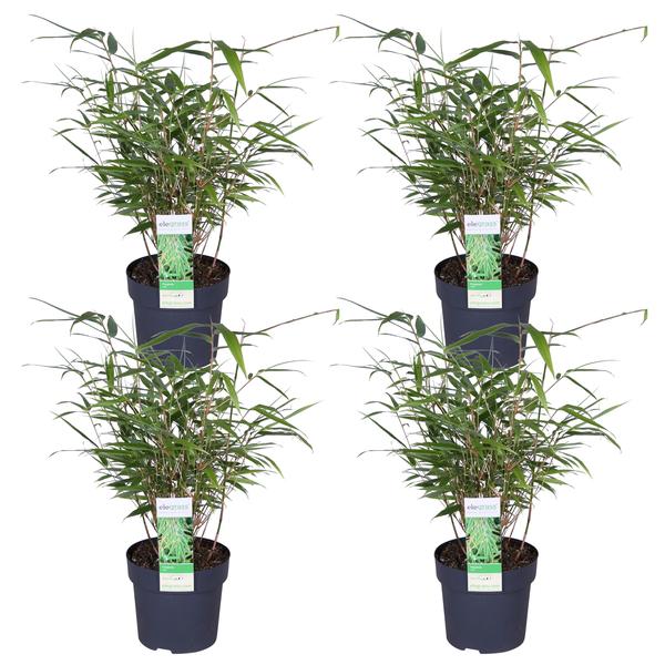 4x Fargesia rufa - ↨40cm - Ø14  BotanicBridge