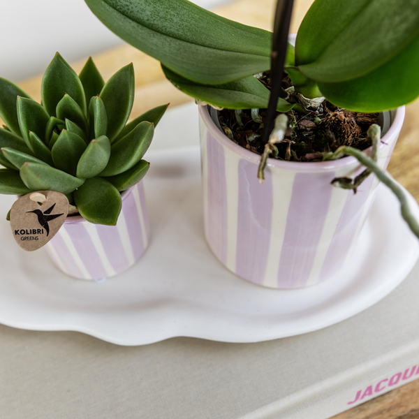 Kolibri Orchids | Gift set Mediterranean Sunset small | Groene plant met roze Phalaenopsis orchidee Andorra  in Painted Stripe sierpotten op wit organisch dienblad  BotanicBridge