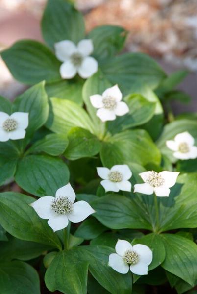 Cornus canadensis - ↕10-25cm - Ø9cm - 20x  BotanicBridge