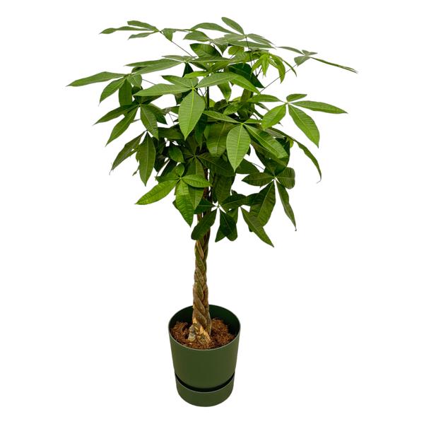 Pachira Aquatica inclusief elho Greenville Round groen - 160cm - Ø30  BotanicBridge