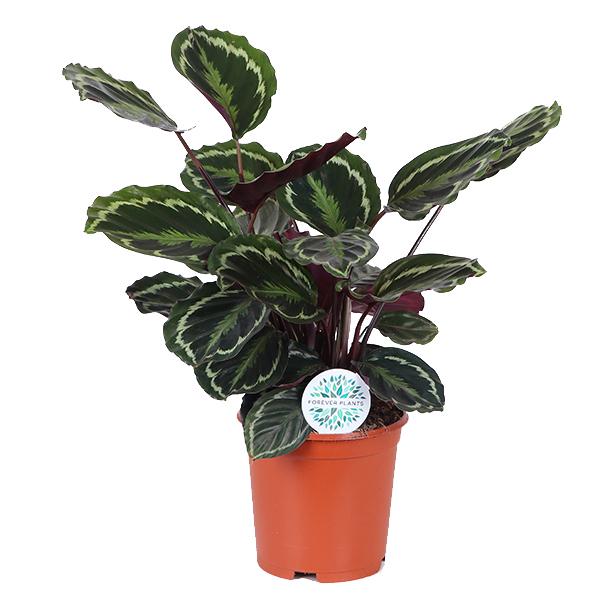 Calathea Medaillon Ø21cm - ↕70cm  BotanicBridge