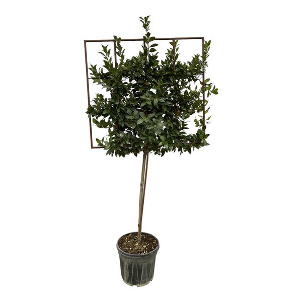 Laurus Nobilis boom op rek - 225 cm - Ø40cm  BotanicBridge