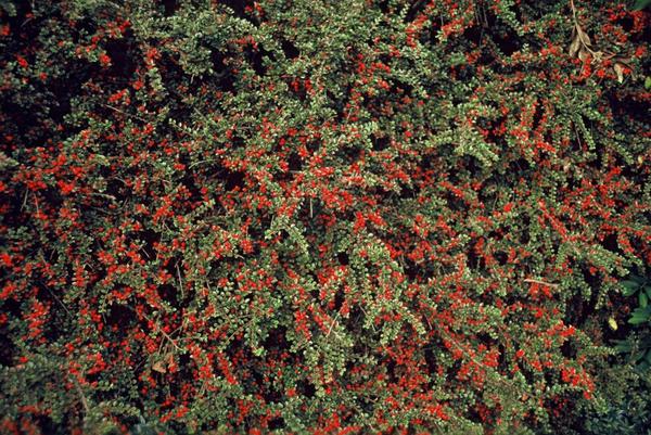 Cotoneaster horizontalis - ↕10-25cm - Ø9cm - 6x  BotanicBridge