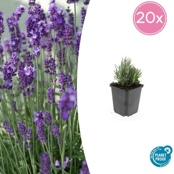 Lavandula ang. 'Dwarf Blue' - ↕10-25cm - Ø9cm - 20x  BotanicBridge