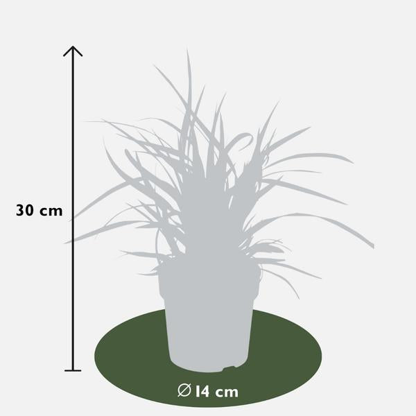 3 x Carex morrowi 'Ice Dance' - Ø 14 cm - ↨ 25 cm  BotanicBridge