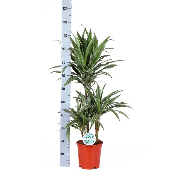 Dracaena Warneckii Ø21cm - ↕65cm in Boule OLIJF pot  BotanicBridge