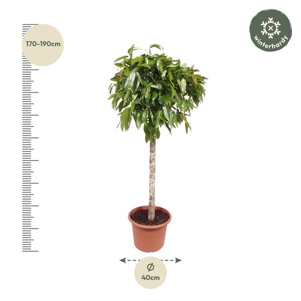 Ficus Amstel King - 180 cm - ø40  BotanicBridge