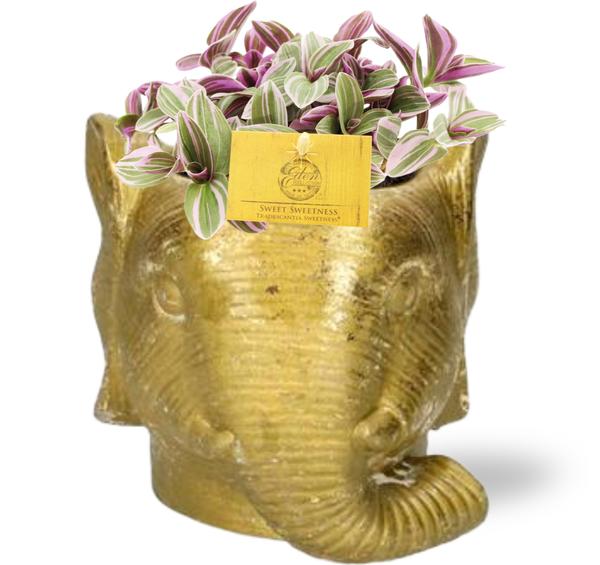 Tradescantia Sweetness - Ø10,5cm - ↕10cm + Planter Olifant D11/12x10cm - Goud  BotanicBridge