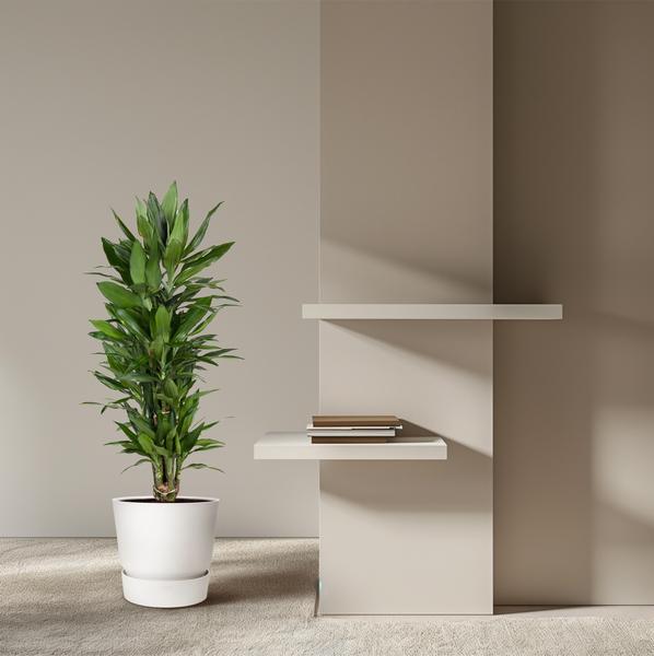 Dracaena Janet Lind vertakt - 110 cm - ø27  BotanicBridge