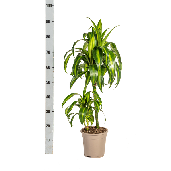 Dracaena Deremensis Hawaiian Sunshine Ø19cm - ↕80cm  BotanicBridge