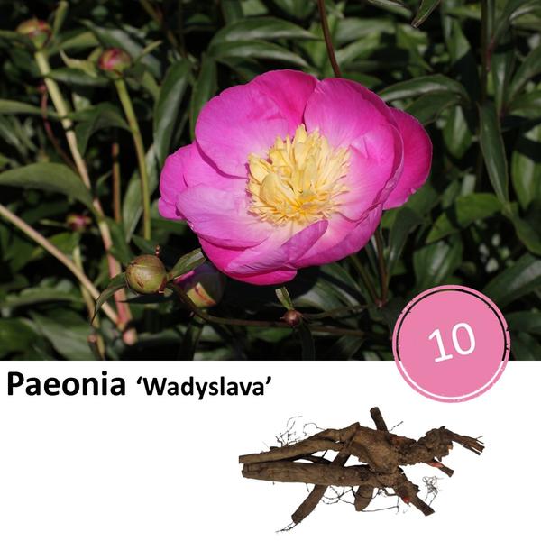 Paeonie 'Wadyslava' - 10x  BotanicBridge